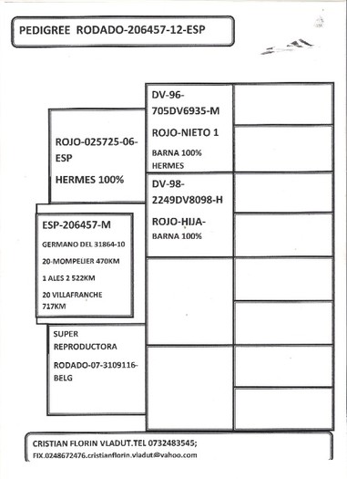 pedigree 1 001 - porumbei de vanzare