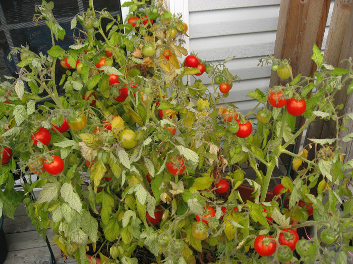 SIBERIAN tomate; SIBERIAN tomate,a nu se confunda cu Siberia.SIBERIAN este foarte timpuriu,leaga fructe la 3,35 grade Celsius ,foarte prolific.Soi rar,potrivit si pentru container.
