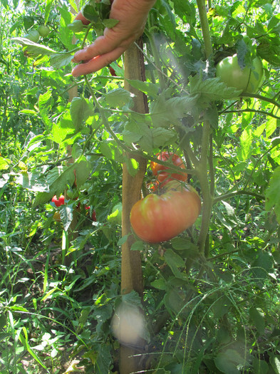 Romania 2012 359 - TOMATE ROSII si ROZ-2012