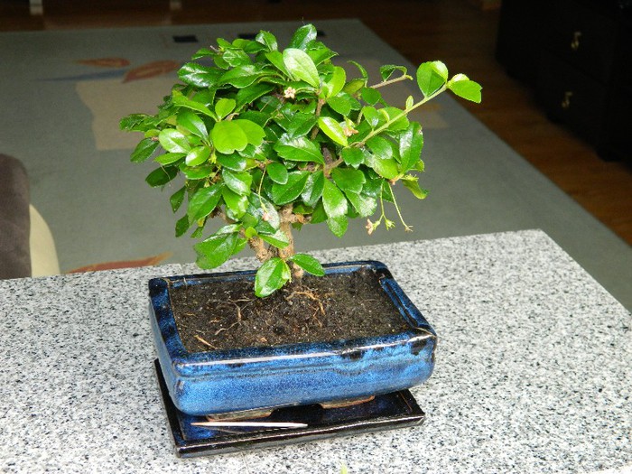 DSCN1143 - Bonsai - Carmona microphylla