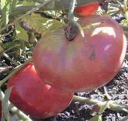 GiantBelgium - TOMATE ROSII si ROZ-2012