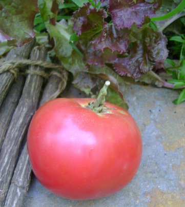 bradley3; Bradley pink,soi de tomate care cresc in ciorchine,greutate in jur de 200 de grame,perfect rotunde,nu se crapa,prolifice si gustoase.
