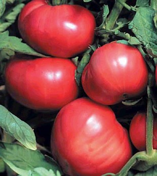 PRUDENS PURPLE - TOMATE ROSII si ROZ-2012