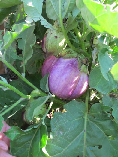 Romania 2012 BIANCA di Rosa - VINETE - EGGPLANTS 2012-seminte