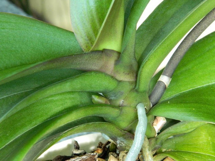 DSCN1122 - Phalaenopsis Tomberoneza