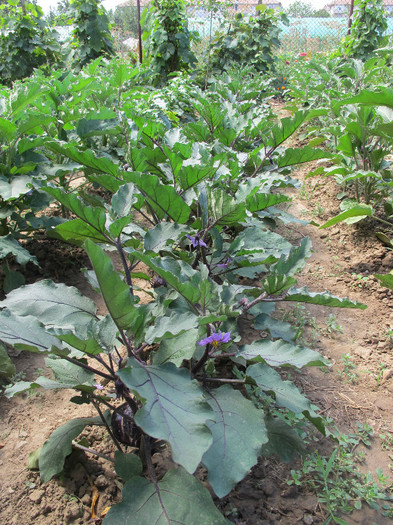 Romania 2012 KAMO - VINETE - EGGPLANTS 2012-seminte