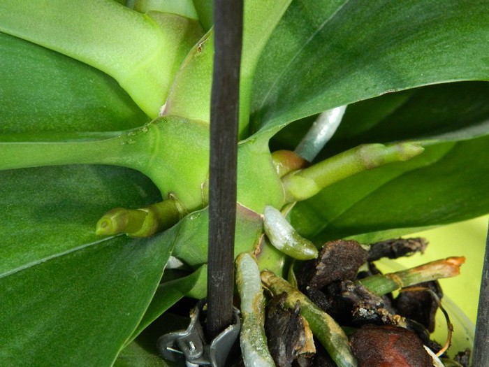 DSCN1123 - Phalaenopsis new edition