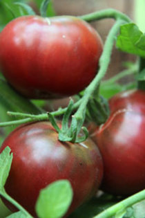 Cherokee Purple - TOMATE NEGRE - 2012