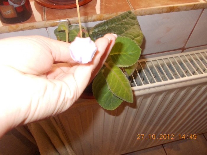 DSCN4580_101 - Florile mele