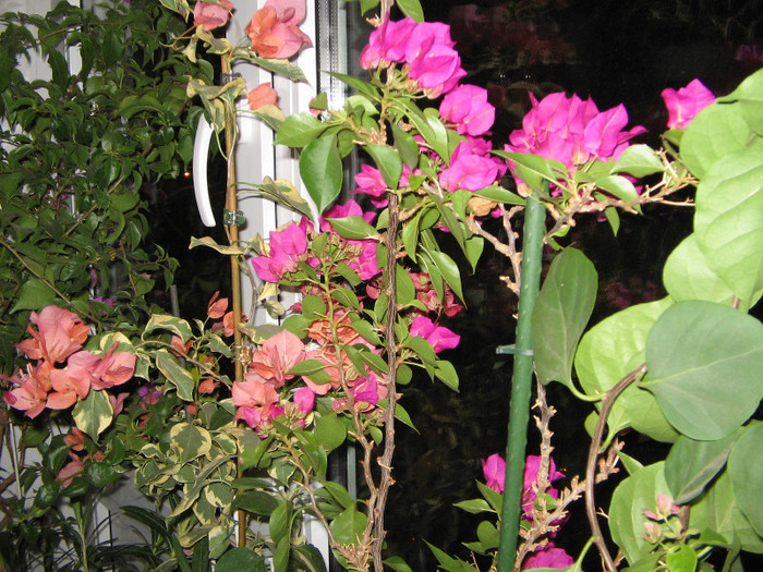 IMG_7996 - Flori 2012