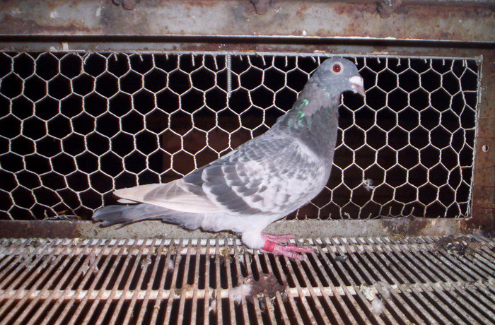 100_2546 ,M de 2012; vandut
