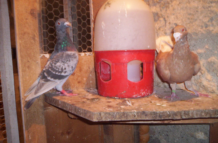 Copie (2) a 100_2520; vanduti
