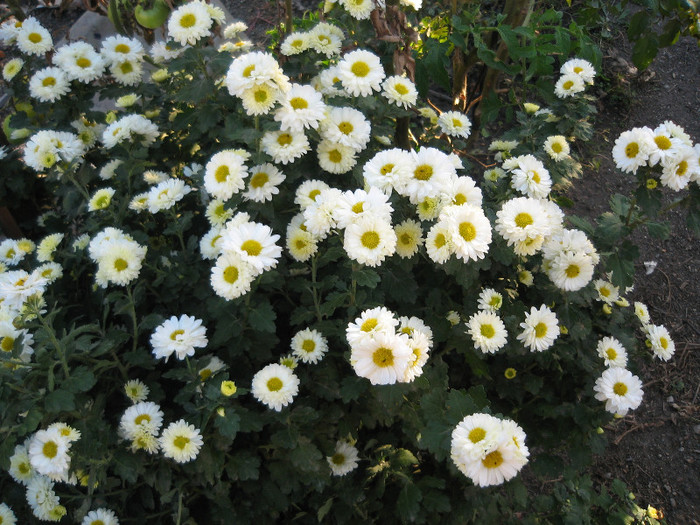 Tufanici ,14.10.2012 - Gradina 2012