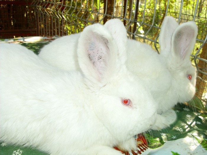 Picture 1553 - 0  aaa iepuri de vanzare diferite rase 2012