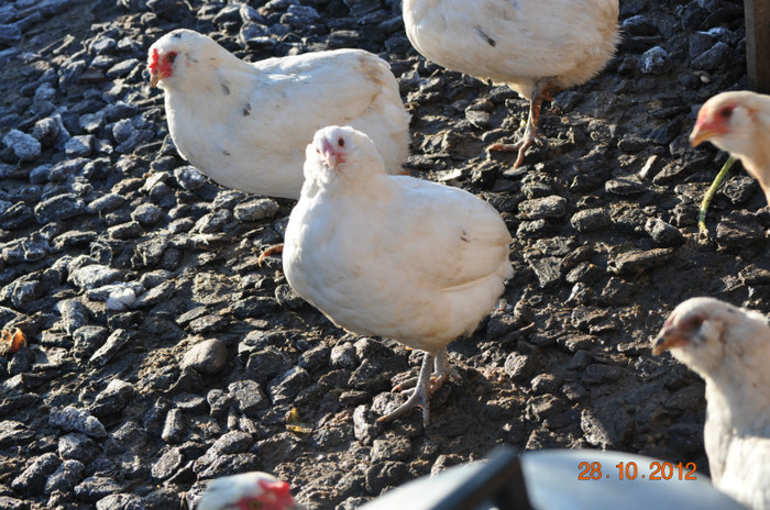 DSC_0008 - araucana albe