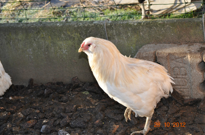 DSC_0009 - araucana albe