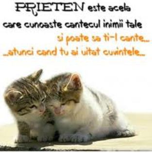 pisicutele acelea sunt un exemplu pt mn