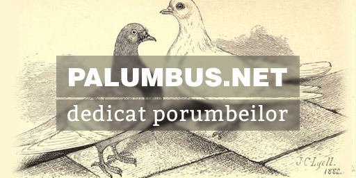palumbus.net - Contact