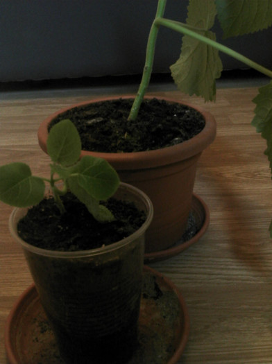 2012-10-28 09.18.46 - Paulownia