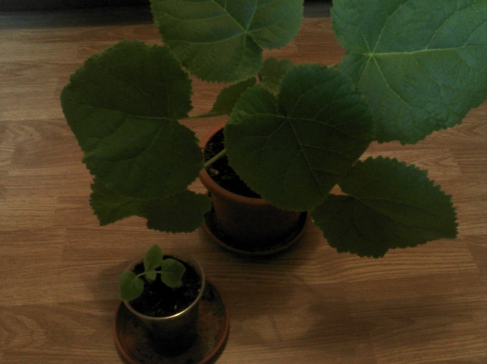 2012-10-28 09.18.14 - Paulownia