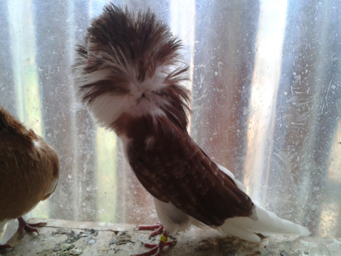 2012-10-28 10.26.33 - Porumbei