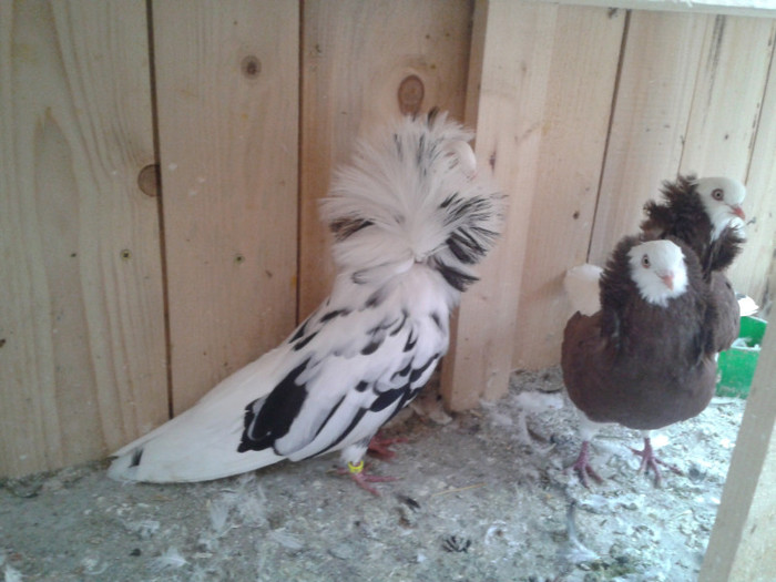 2012-10-28 10.27.34 - Porumbei