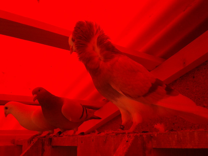 2012-10-28 10.32.36 - Porumbei