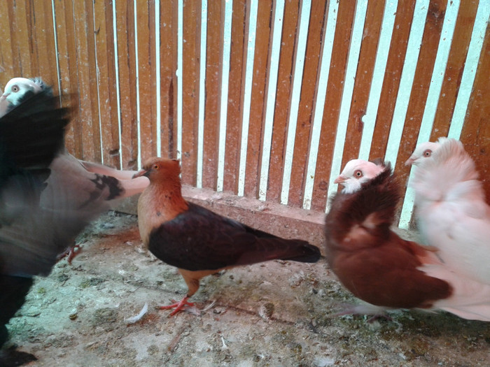 2012-10-28 10.33.57 - Porumbei