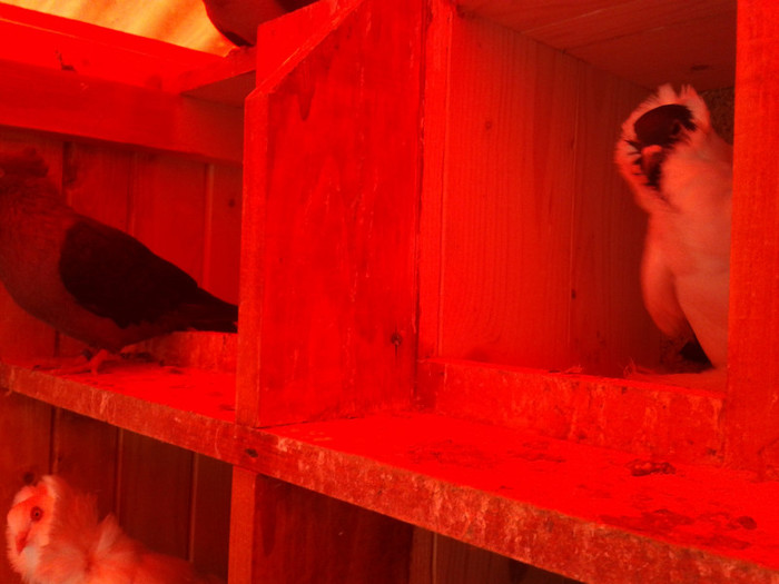 2012-10-28 10.36.25 - Porumbei