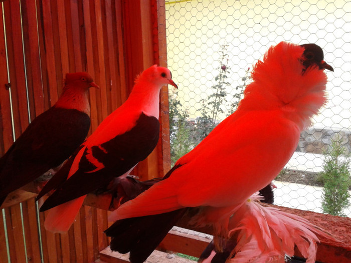 2012-10-28 10.36.48 - Porumbei