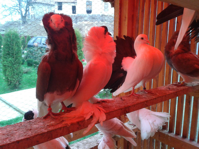 2012-10-28 10.38.16 - Porumbei