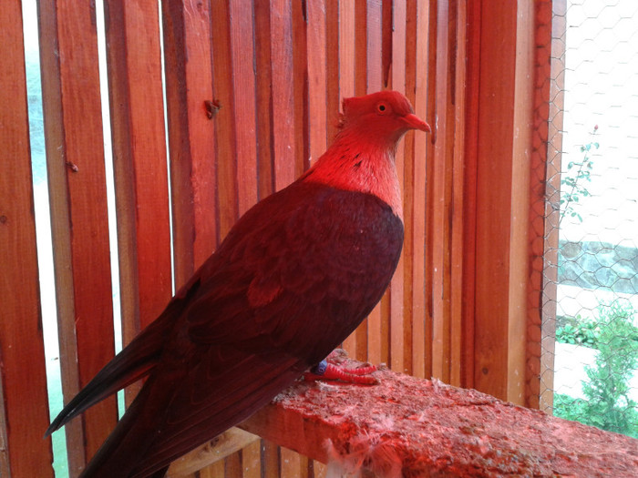 2012-10-28 10.38.30 - Porumbei