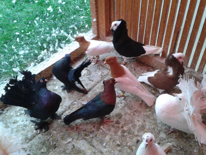 2012-10-28 10.39.23 - Porumbei