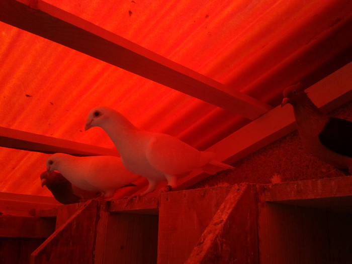 2012-10-28 10.39.39 - Porumbei