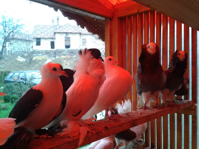 2012-10-28 10.39.54 - Porumbei