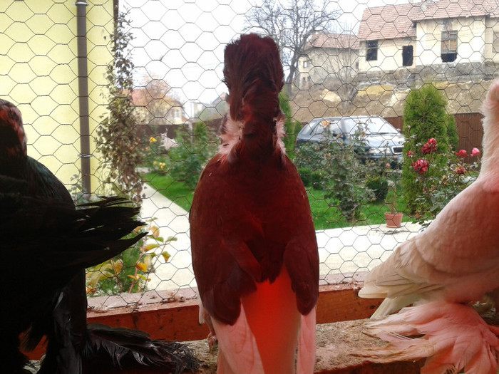 2012-10-28 10.40.04 - Porumbei