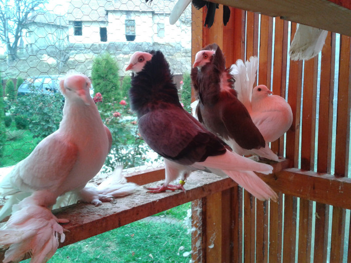 2012-10-28 10.40.12 - Porumbei