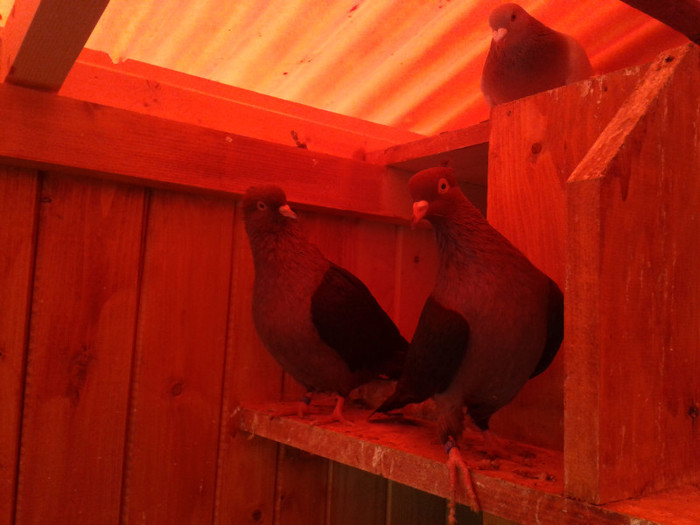 2012-10-28 10.41.06 - Porumbei