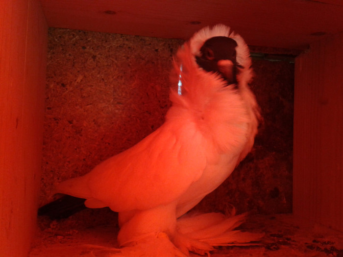 2012-10-28 10.41.14 - Porumbei