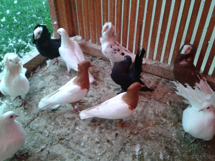 2012-10-28 10.41.43 - Porumbei