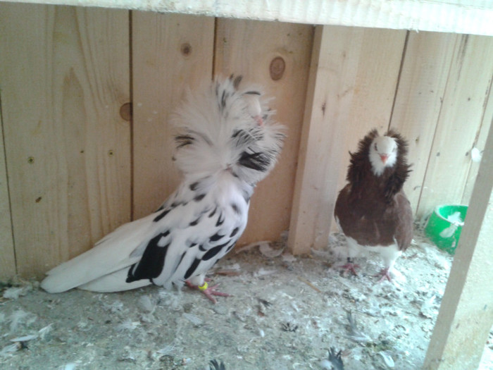 2012-10-28 10.43.12 - Porumbei