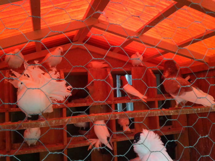 2012-10-28 10.44.53 - Porumbei