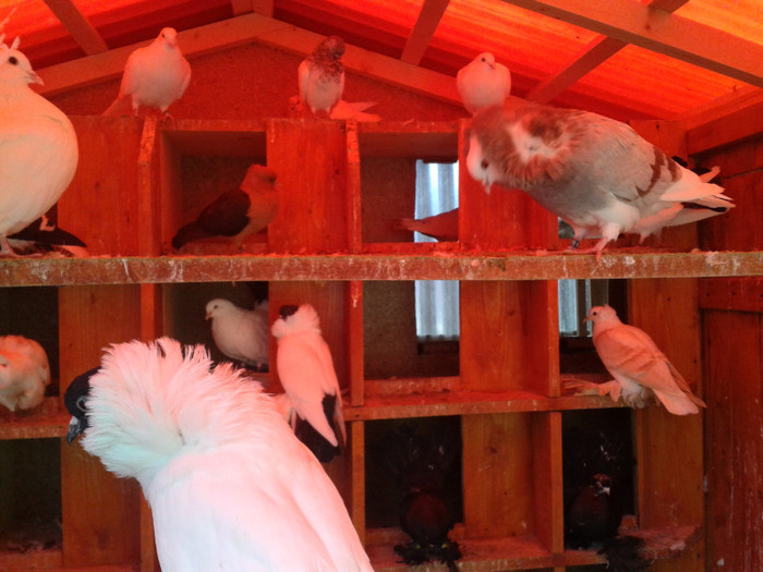 2012-10-28 10.45.44 - Porumbei