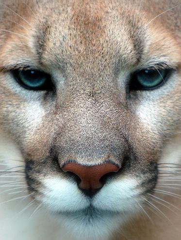 Cougar_closeup_AV - Animale