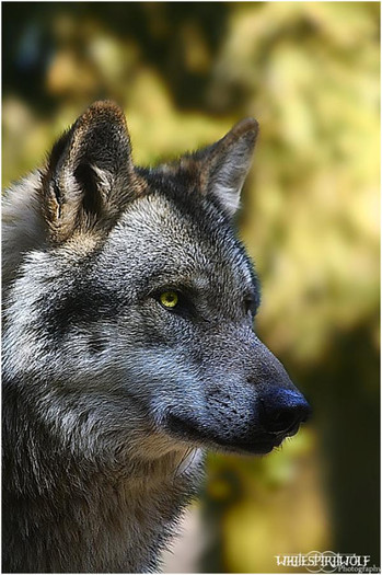 __autumn_wolf_profil___by_whitespiritwolf-d2zu9io - Animale