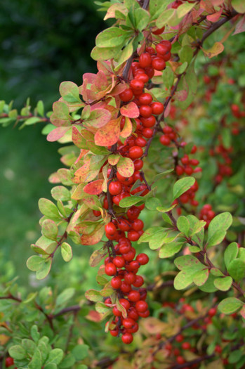 Berries