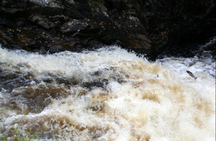 Salmon jump
