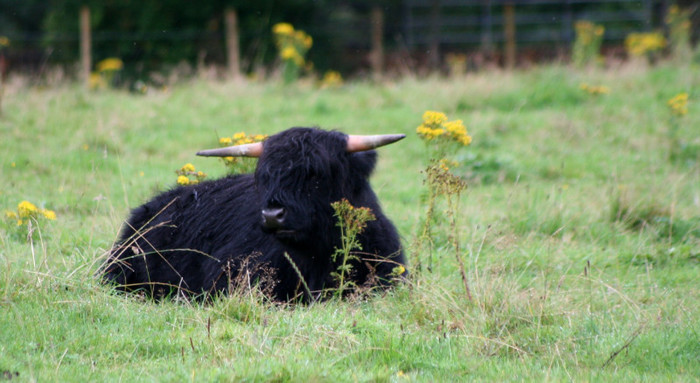 Hairy Coo