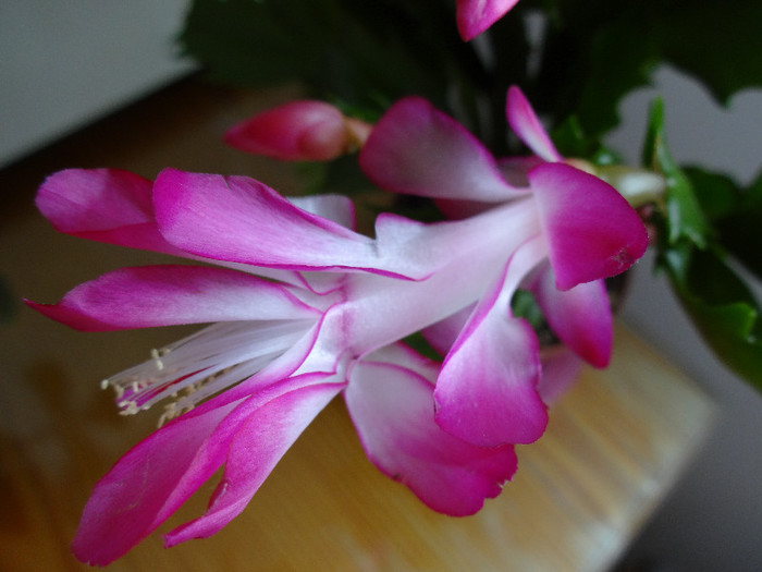 DSC00461 - Schlumbergera russelliana