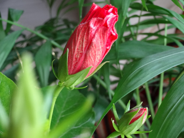 DSC00454 - Hibiscus